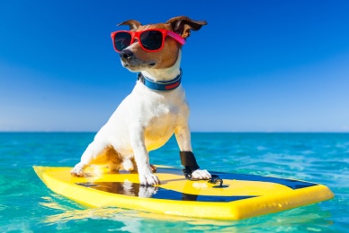 Dog,Surfing,On,A,Surfboard,Wearing,Sunglasses,At,The,Ocean